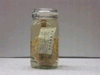 藏品(單棘躄魚)的圖片